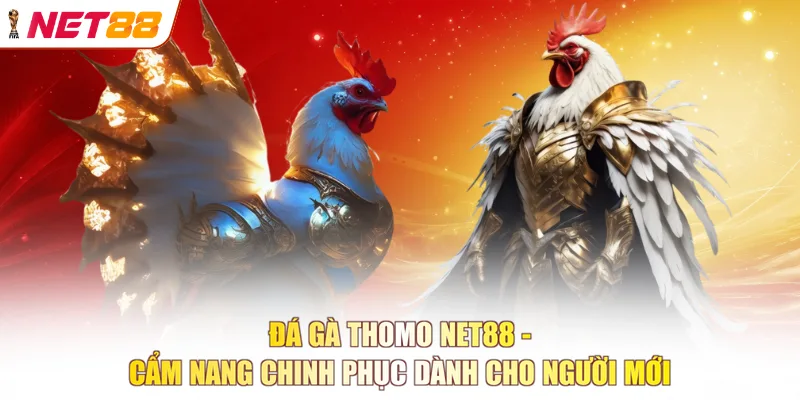 Đá gà Thomo